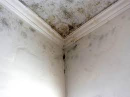 Best Post-Construction Mold Inspection  in San Marcos, CA