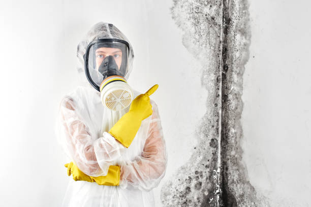 Best Asbestos and Lead Testing During Mold Inspection  in San Marcos, CA